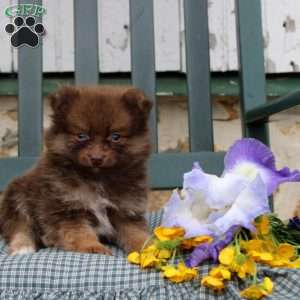 Bennet, Pomeranian Puppy